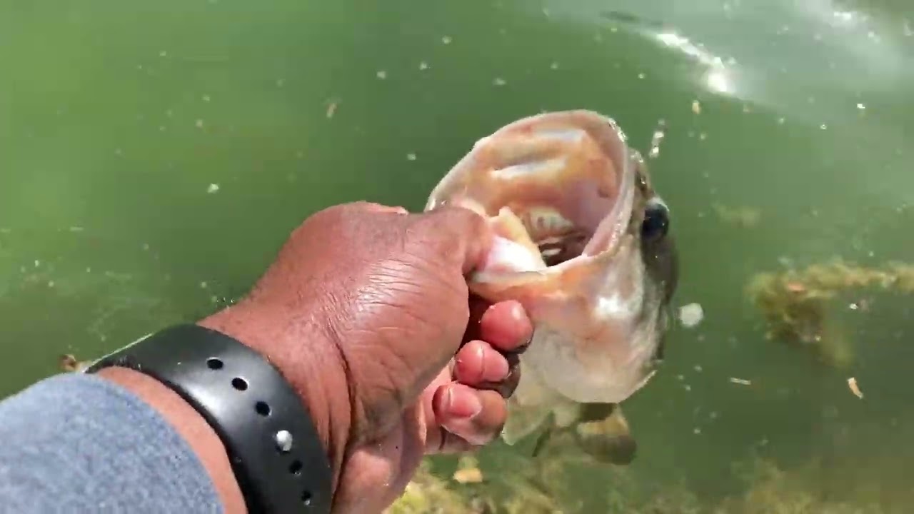 Alondra Park Bass Fishing ( Mid Spring Online Tournament)