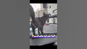 گربه کینه داشت ازم 