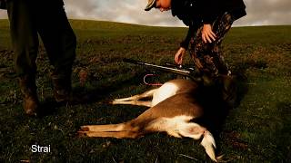 Fallow Deer Hunting New Zealand 2019
