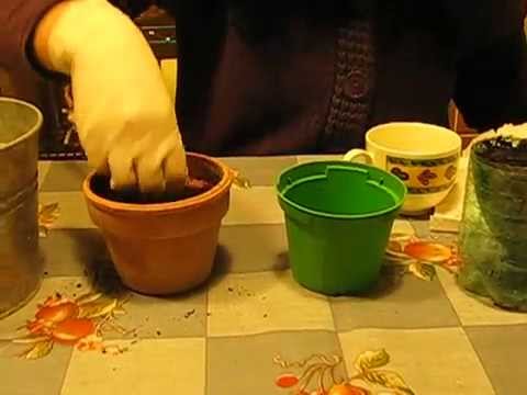 Semina delle zucche in vaso - YouTube