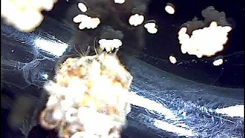Debris-Carrying Lacewing Larvae