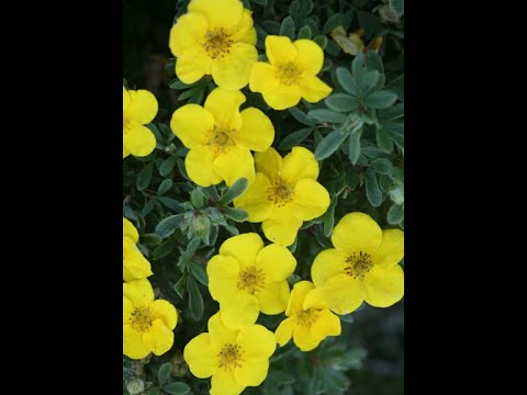 Video: Apa Itu Pink Evening Primrose: Cara Menanam Tanaman Pink Evening Primrose