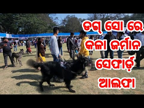 Pure Black German shepherd Alfa live from Owner in Jamshedpur Dog Show 2023 full Interaction video