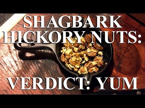 Shagbark Hickory Nuts: Delicious!