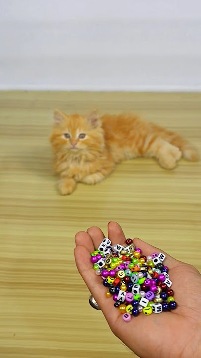 Funny Cat Barsik Beads ❤️💜Reverse video / Cat videos | Cat sound #cat #funny #youtubeshorts