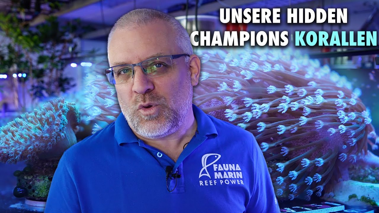Das sind unsere HIDDEN CHAMPIONS KORALLEN! - Fauna Marin
