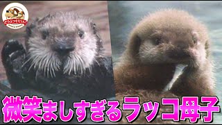 【貴重映像】日本初出産…ラッコの赤ちゃん！一生懸命ラッコの掟を教えるお母さんと 親の心子知らずの子どもの姿が可愛すぎる！【どうぶつ奇想天外／WAKUWAKU】