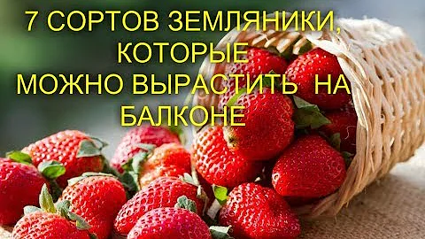 7 СОРТОВ ЗЕМЛЯНИКИ, КОТОРЫЕ МОЖНО ВЫРАСТИТЬ ДАЖЕ НА БАЛКОНЕ