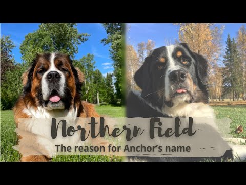 ペットロスになったあの時／アンカーの名前の理由【超大型犬とカナダで田舎暮らし】