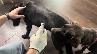 Dog Test, Application, and Testing of Veterinary Formula Flea & Tick Spray