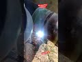 5 G Pojishon #welding In 10" pipe ARC E7010 #welder #work #shorts #viral #fitup #wps #stickwelding