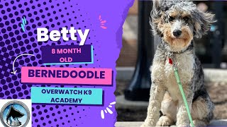 Betty | 8 Month Old Bernedoodle | 14 Day Training Journey | Impulse Control | Leash Manners | by OverWatch K9 Academy Columbus 21 views 1 month ago 12 minutes