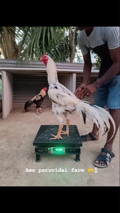 15-4-2023 today clock 😜 #viral #shortsfeed #farming #rooster #shortsviral #farmingtips #ams #shorts