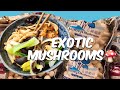 Trying Unique Fungi from Around the World #mushroom #cooking