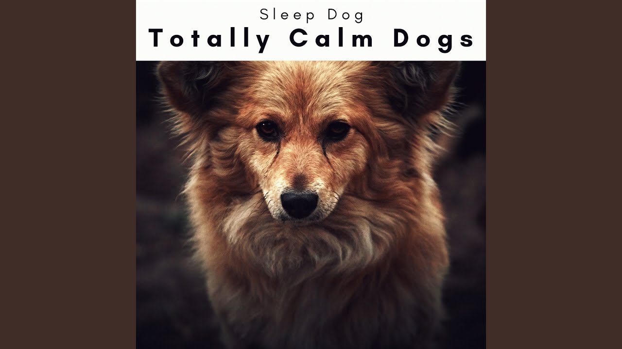 Calming Ambience for Active Puppy YouTube