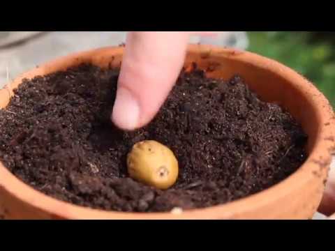 A plant subject to steroids