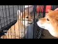 【先住犬と子犬の初対面】柴犬の子犬を迎えに遥々アメリカへ！｜4K