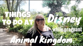 Things to do at Disney while pregnant: Animal Kingdom