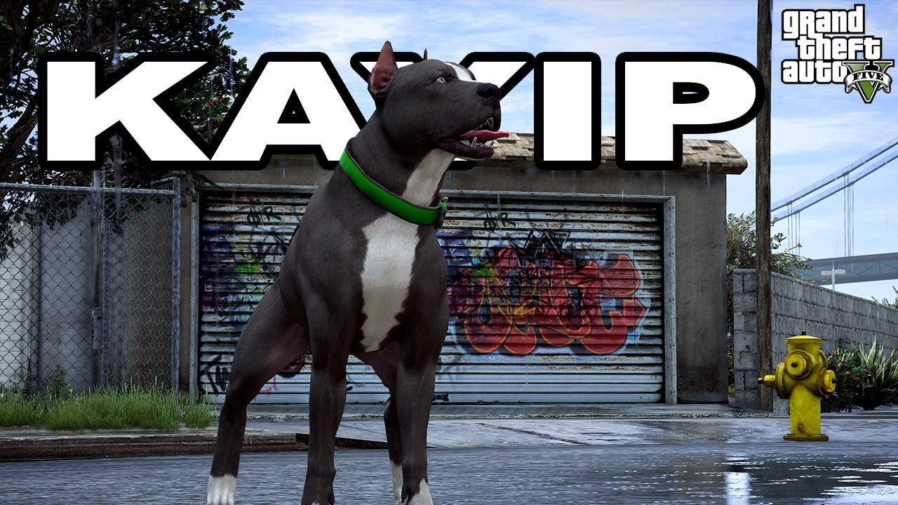 PİTBULL TERMİNATÖR KAYBOLDU! RESMEN OYUNDAN SİLİNDİ! - GTA 5 PİTBULL'UN HAYATI