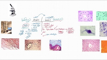 Hic - Introduction to histology ( staining - microscopy)