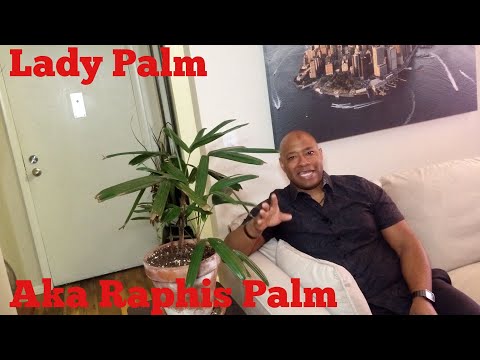 Lady Palm Great Indoor Plant For Beginners