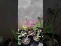 #plants #gardenflowers #garden