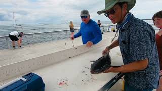 A Surprise Fish Caught at St. Petersburg Fishing Pier, Florida