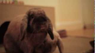 Pourquoi Lapin Tape Des Pieds