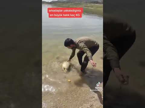 dip oltası ile