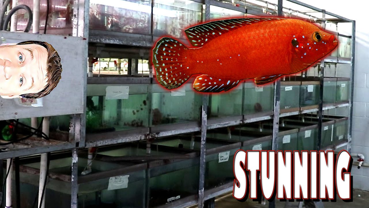 Tour of Largest Wholesale Tropical Fish Warehouse in Texas 