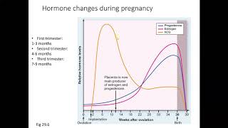 Chapter 29 Development, Pregnancy, and Heredity 2