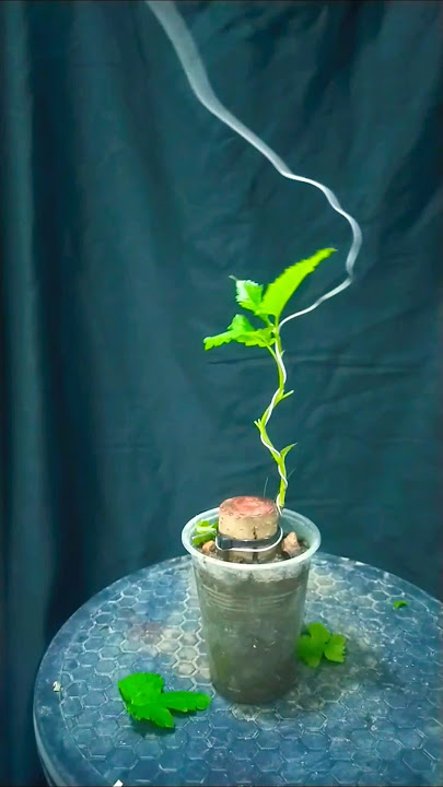 Membuat gerak dasar bahan bonsai murbei 🌳🌲 #programbonsai