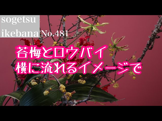 苔梅とロウバイ横に流れるイメージで No.481 - YouTube