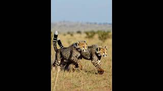 Lion Cubz in Grassland
