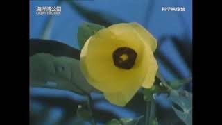 沖縄の亜熱帯・沖縄の自然と生活1-1