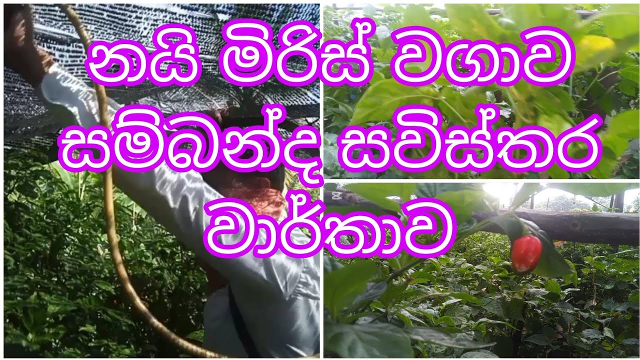 නයි මිරිස් වගාව සම්බන්ද අද්දැකීමෙන් නියන සවිස්තර වාර්තාව.