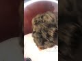   تيك توك قبائلي