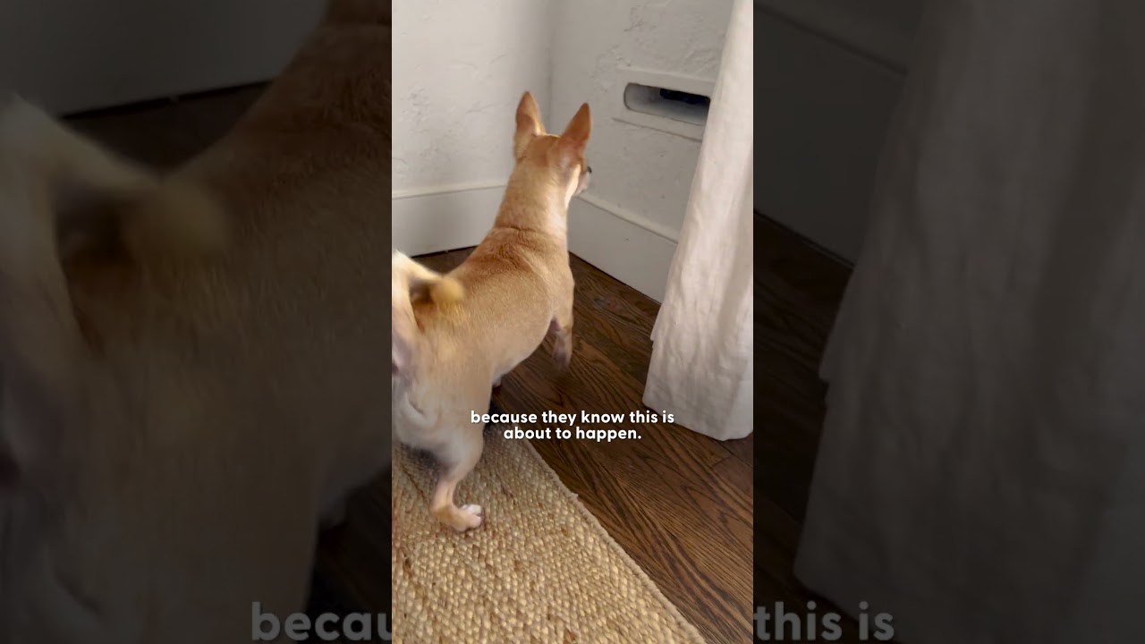 Chihuahua Is At War With The Mail | The Dodo