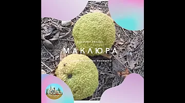 Маклюра в Крыму
