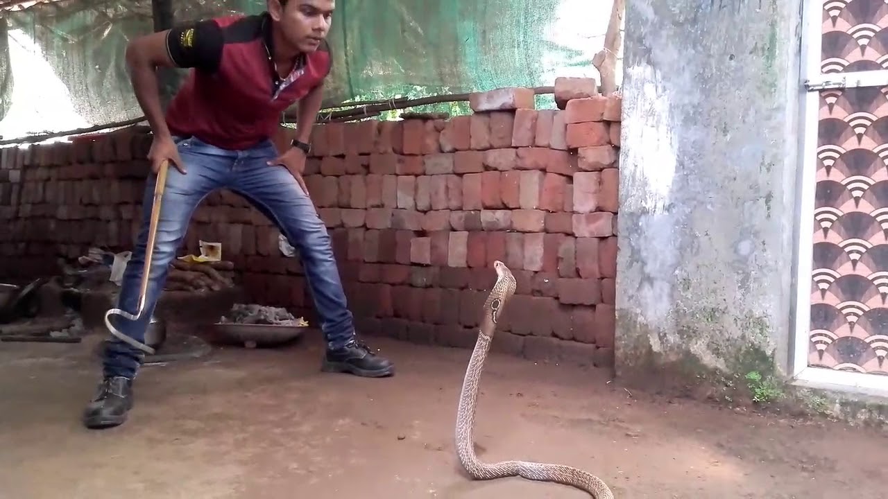 camera iphone 8 plus apk Spectical cobra rescue.....