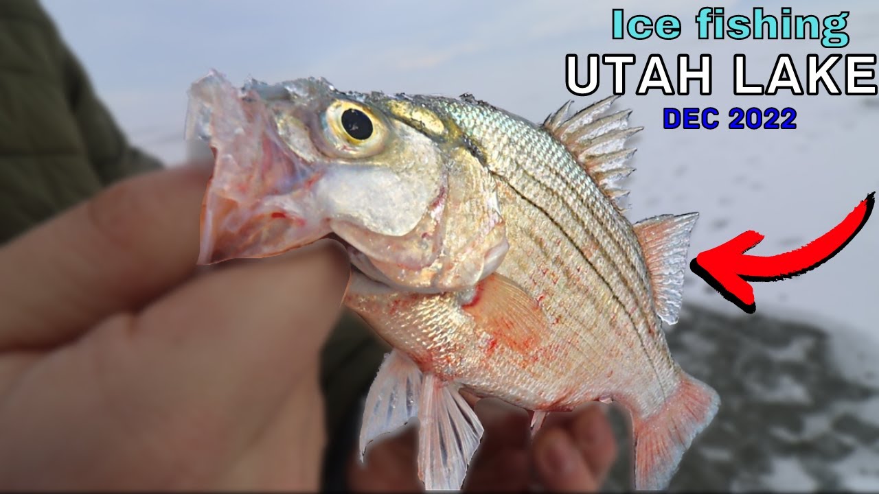 Ice Fishing Utah Lake first ice December 2022!!! (Catch N Cook!) YouTube