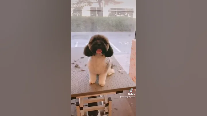 Watch the video about Havanese Dog Grooming | Bunny TV