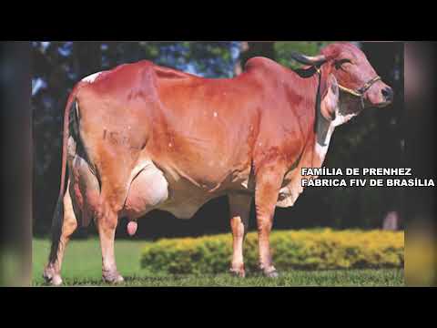 LOTE 27  BIBIANA FIV DUKE RANCHO 3 IRMÃOS 7696BT