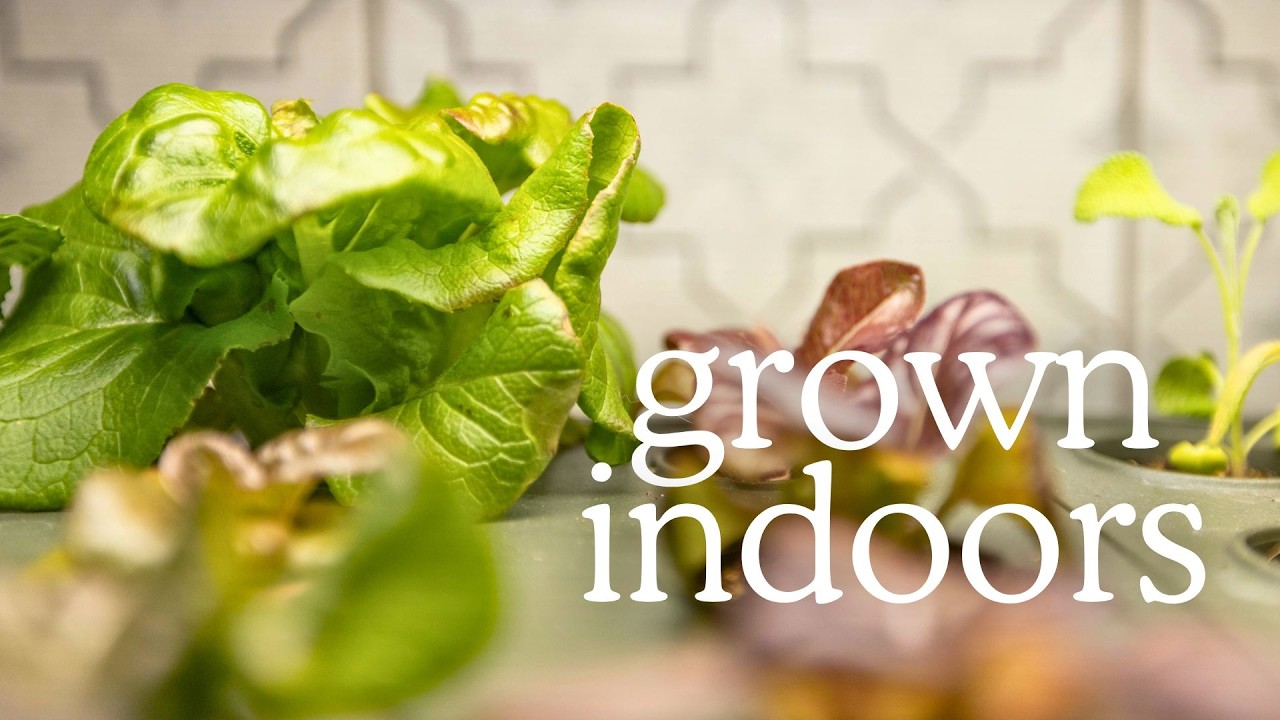 Выращивание растений в помещении зимой — тестирование комнатного горшка от Vego Garden.