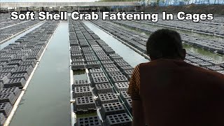 Soft Shell Crab Fattening Farm - Top Money Making In Coastal Water Saline Areas screenshot 2