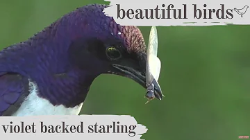 Beautiful Birds - Violet Backed Starling with Tristan
