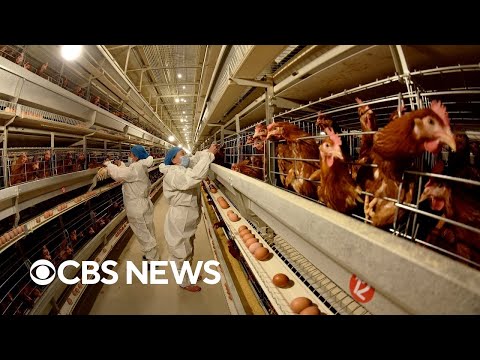 New fears over possible impact of bird flu on humans.
