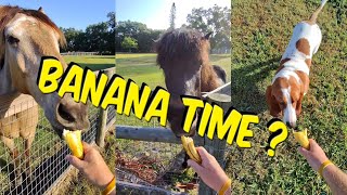 Morning Bananas For All ?  🍌 🐴  #horse #mustangs  #icelandic by Life With Dogs And Horses ! 185 views 12 days ago 2 minutes