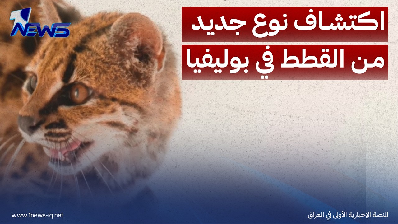علماء يكتشفون نوعا جديدا من القطط لأول مرة منذ 100 عام في الغابات البوليفية