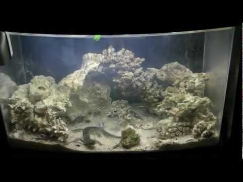 Video: Aquarium Newts: Maintenance And Care